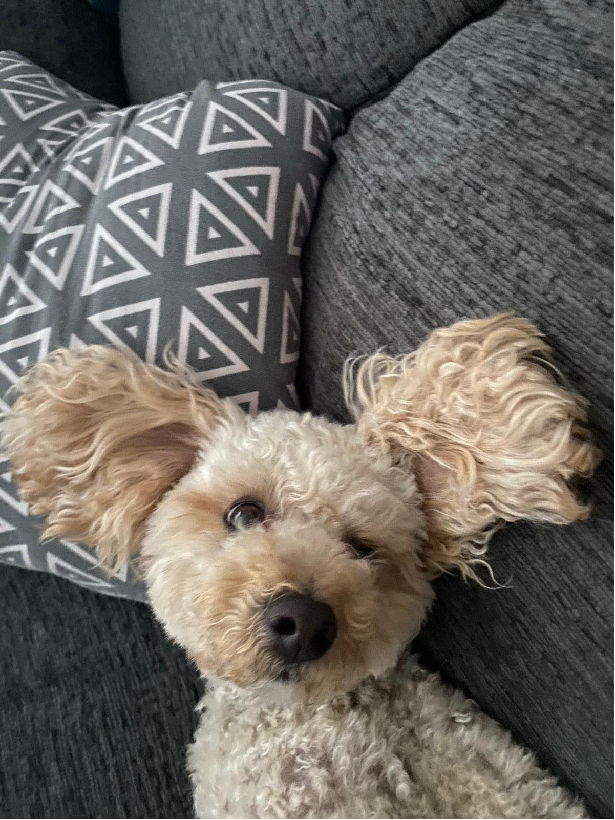 Oakley Harman laying on the sofa in Horsham