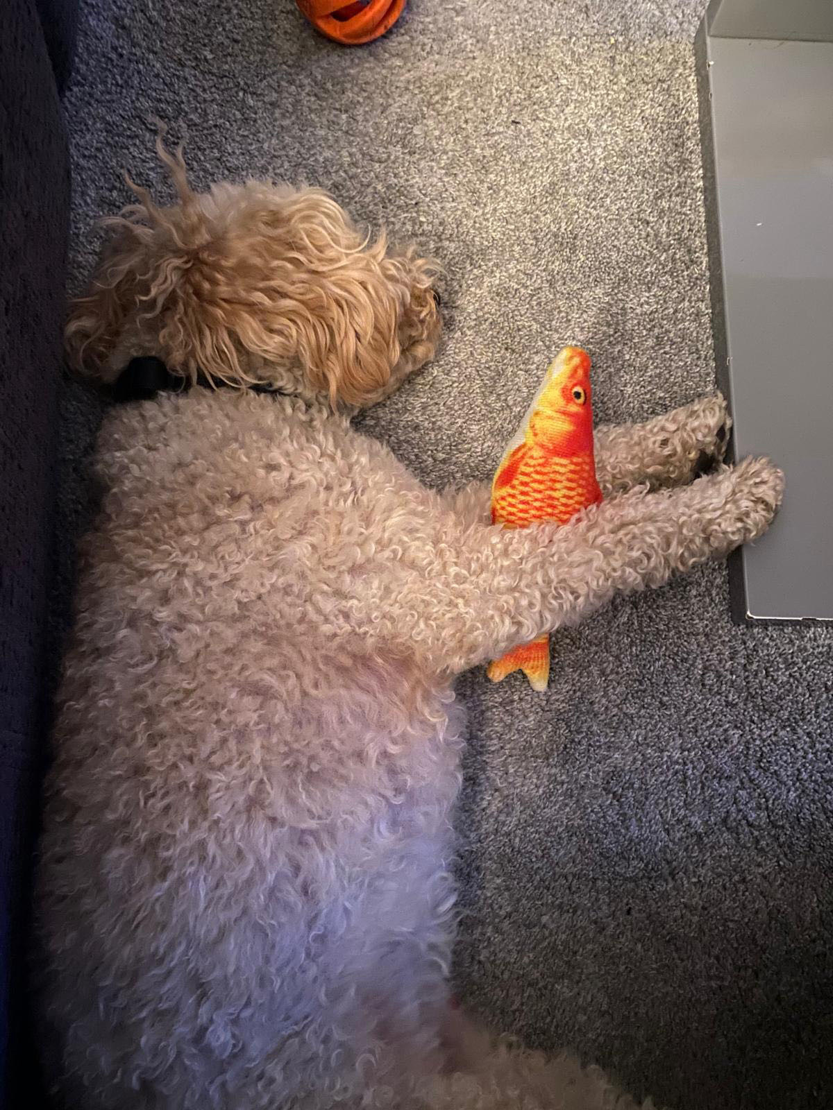 Oakley Harman laying on the carpet in Horsham