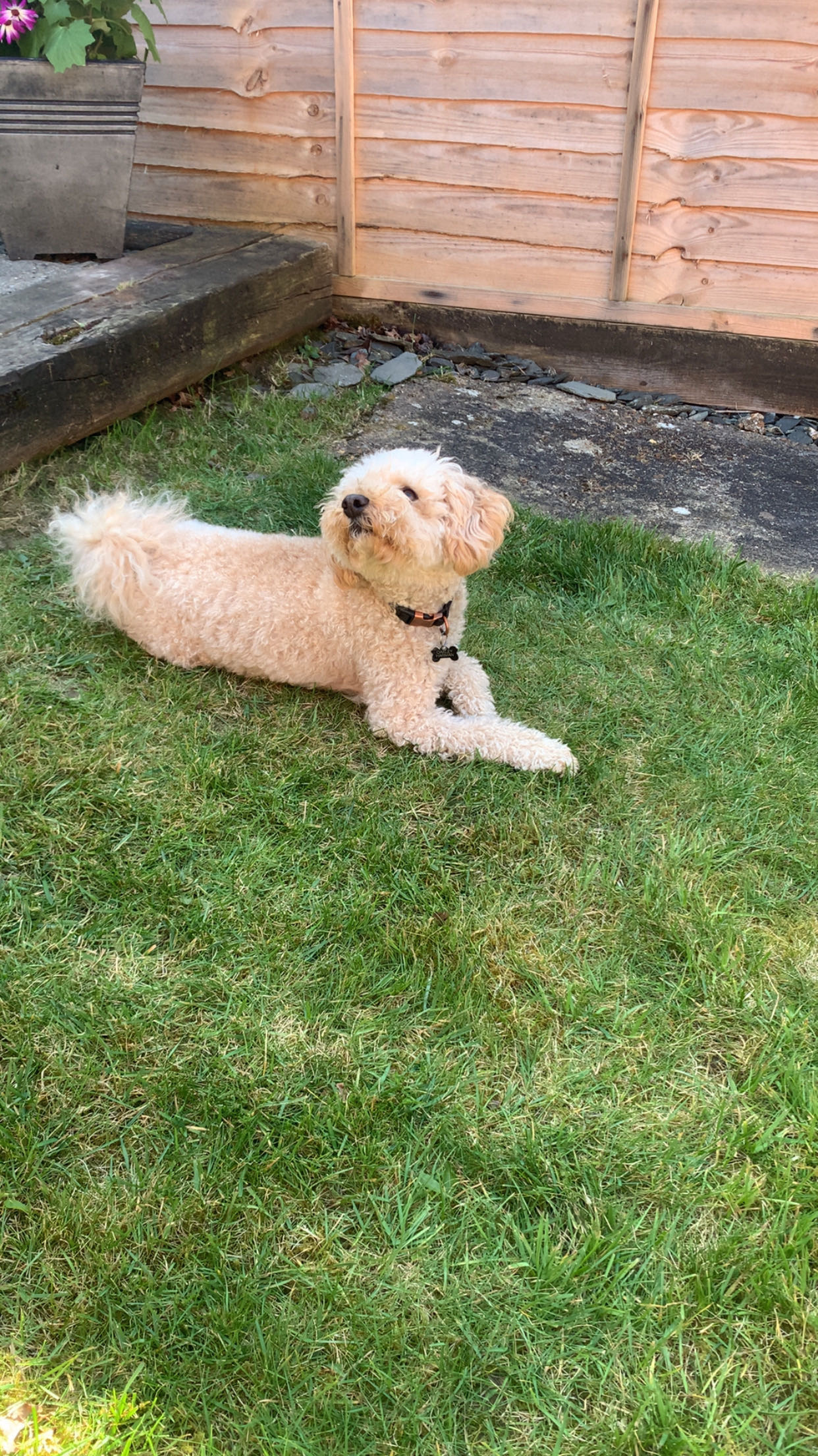 Oakley Harman laying on the grass in Horsham