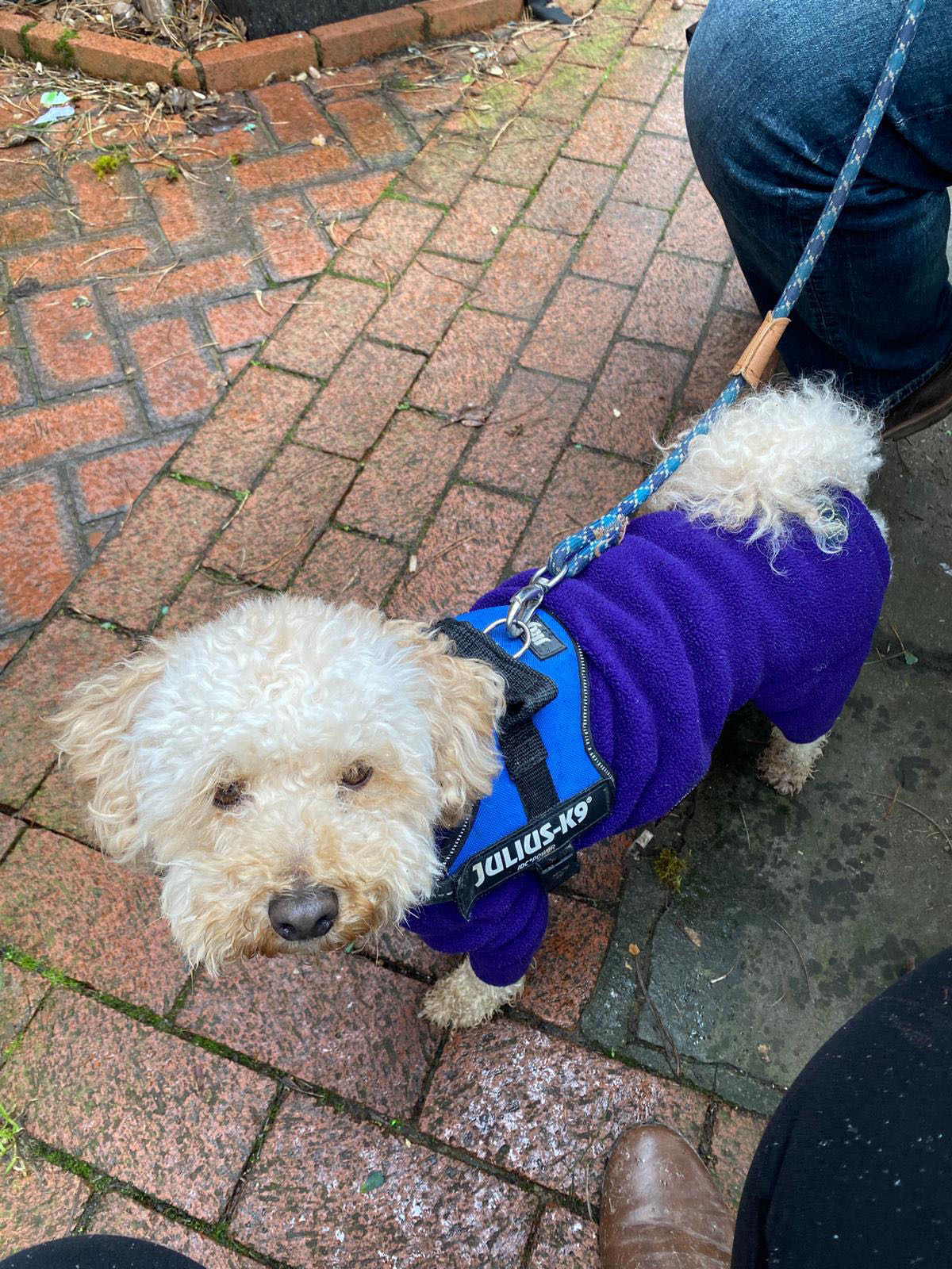 Oakley Harman on a walk in Horsham