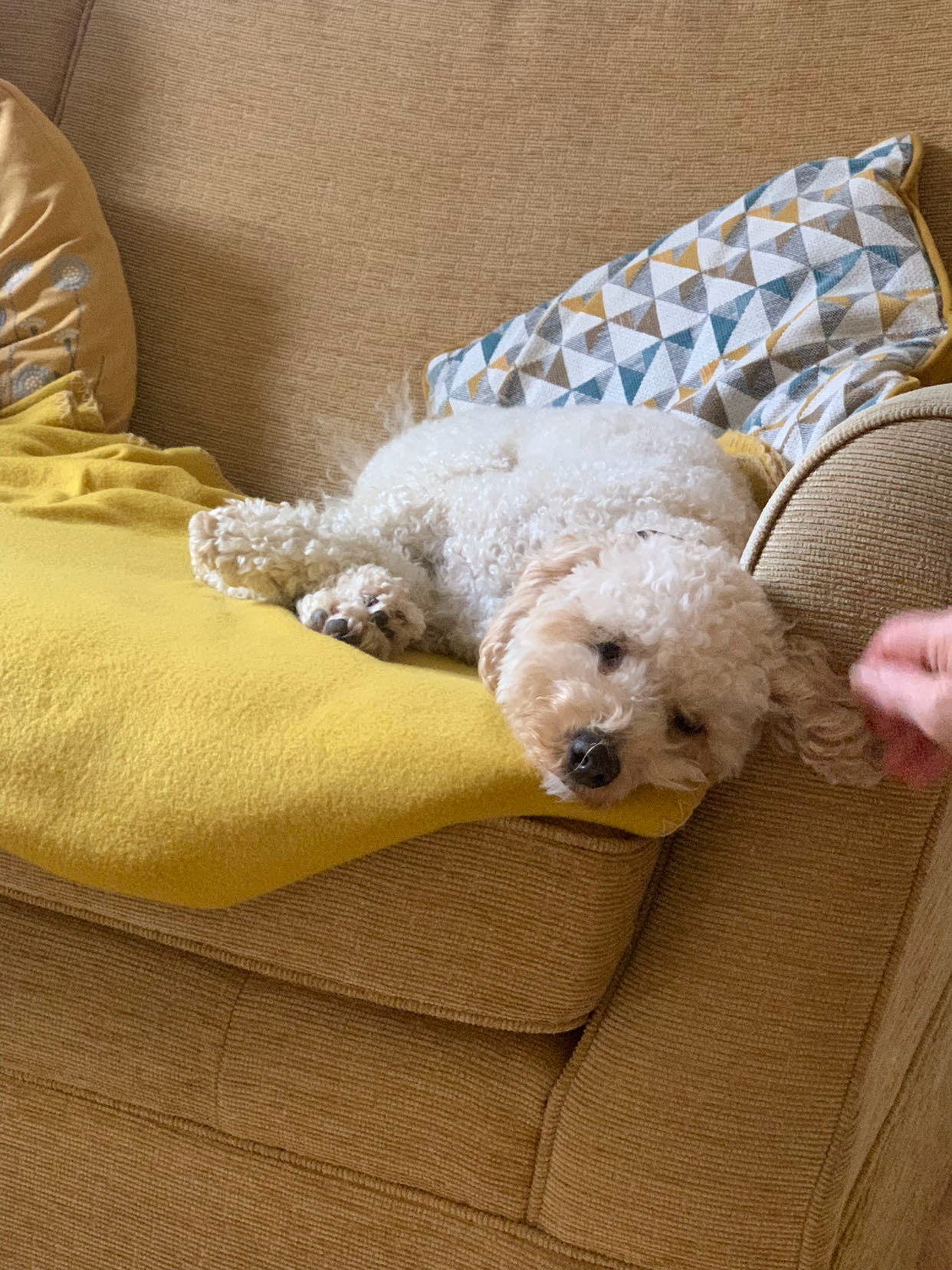 Oakley Harman, our Managing Pawtner, laying on the sofa